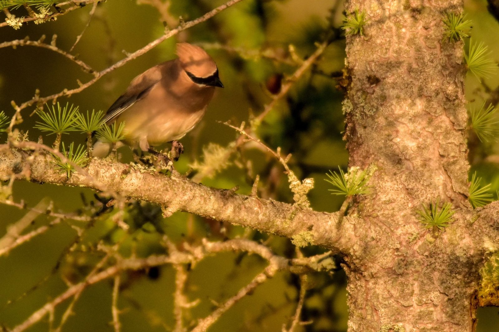 Cedar Waxwing