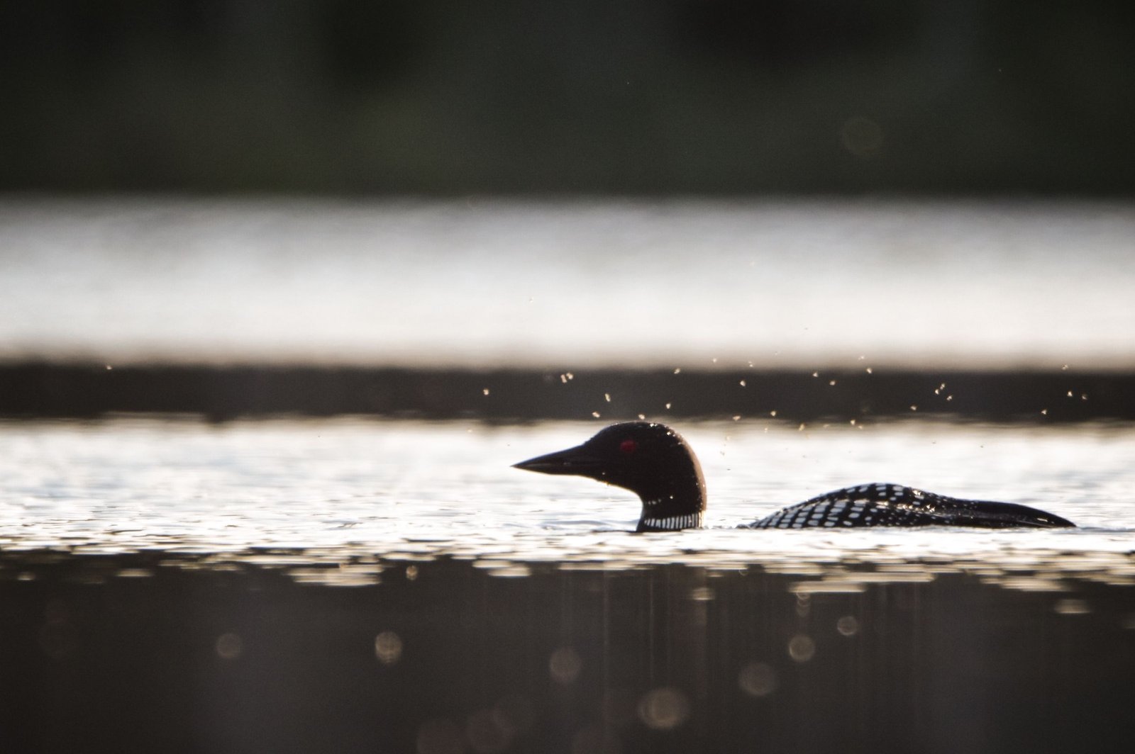 Common Loon Silhouette