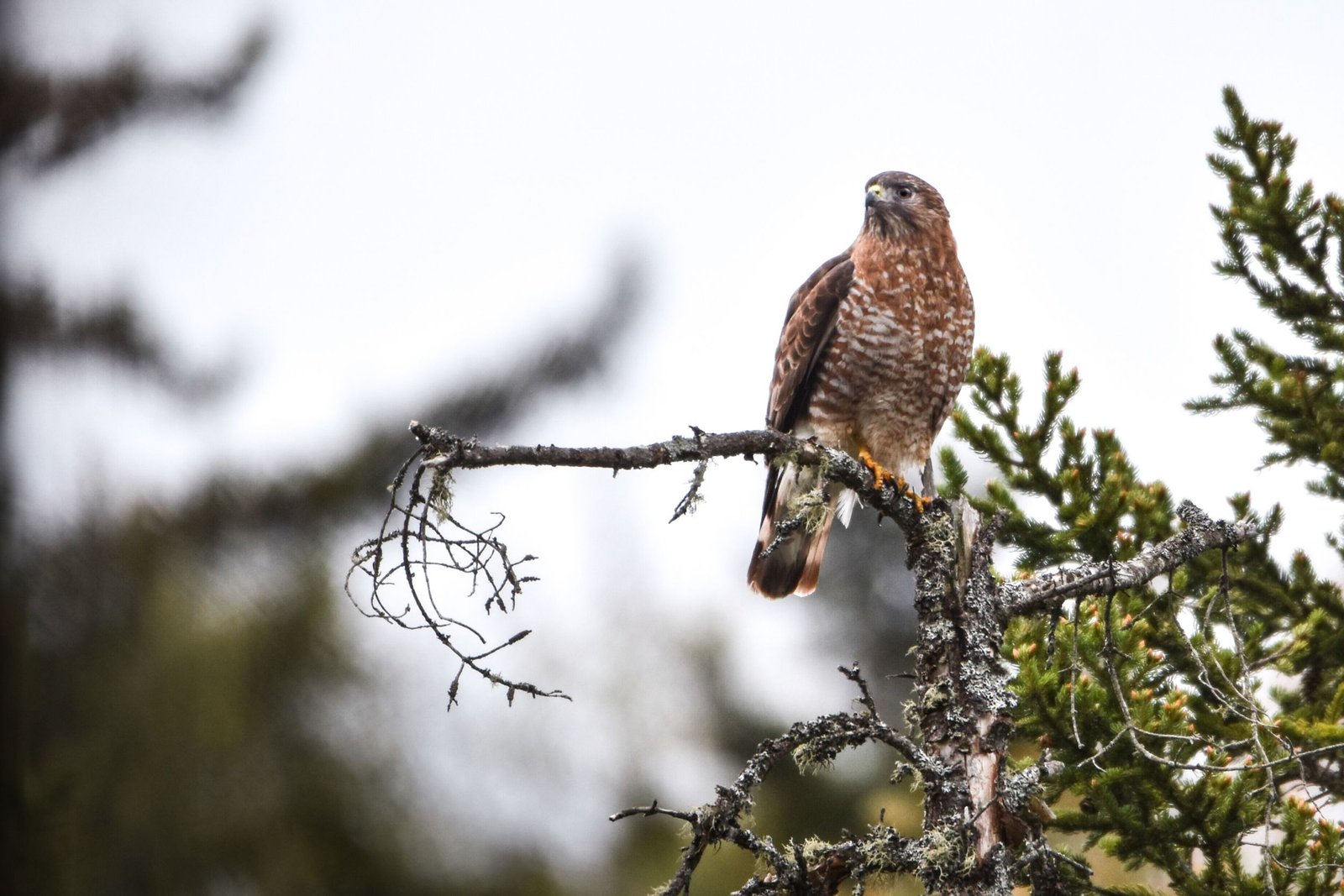 hawk
